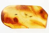 Fossil Dagger Fly w/ Phoretic Mites & Fungus Gnats In Baltic Amber #335858-1